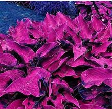 Fotcus Bonsai 100 Seeds Mixed Hosta Bonsai Jardin S Lily Flower Pot Bons... - $91.85 MXN