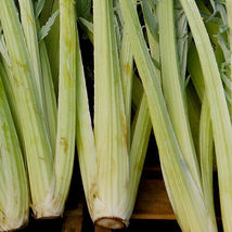 20 Bianco Avorio Cardoon Seeds  - $6.99