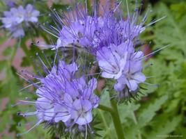 LACY PHACELIA 1700+ Seeds | Purple | Edible | Tanacetifolia  - £6.63 GBP