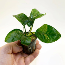 ANUBIAS BARTERI BUTTERFLY 1 POT- Aquatic Live Plants - £8.59 GBP