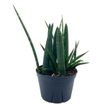 Sansevieria Boncel Cylindrica 6 inch, Starfish snakeplant, Super Filled ... - $46.53