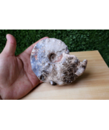 4.5 inch Ammonite Mammites Nodosoides Ammonite Moroccan fossils Ammonite N8 - $1,094.42 MXN