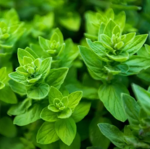 OREGANO ITALIAN 1000 seeds Mediterranean Medicinal Culinary Pizza Herb N... - $130.05 MXN