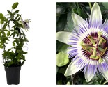 Top Seller - Clear Sky Passion Vine Plant on Trellis - Passiflora - 5&quot; Pot - £54.22 GBP
