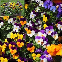 200+ Atlas Mix Pansy Seeds | Colorful Viola Flower Garden - $16.50