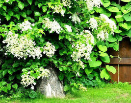 Climbing Hydrangea Seeds, Vining Flower Bush, Creeping Hedge Shrub, 50 Seeds - £9.19 GBP