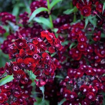 US Seller 30 Sooty Dianthus Barbatus Dark Maroon Red Sweet William Flower Seeds  - £10.94 GBP