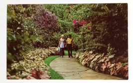 Strolling through Sunken Gardens Saint Petersburg FL Curt Teich Postcard... - £4.63 GBP