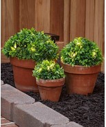 Set of 3 Solar Half-Ball Lighted Ground Plants Light Up Artificial Green... - $721.16 MXN