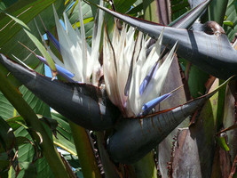 Jstore USA Strelitzia nicolai Giant Bird of Paradise Wild Banana 5 Fresh Seeds - £12.67 GBP