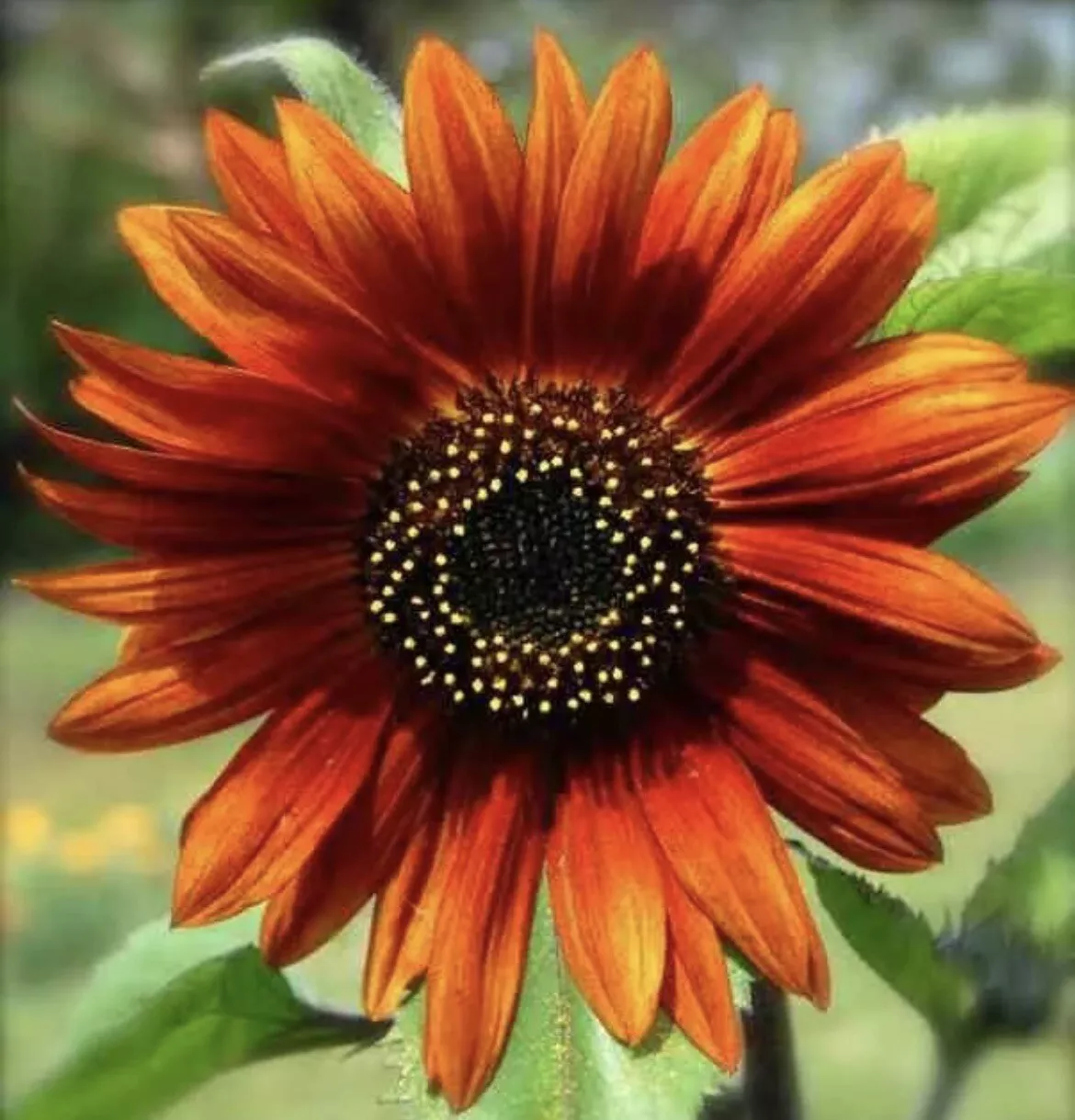  Hybrid Orange Sunflower Seeds. Colorful. Beautiful Vibrant Color .30 Seeds - £7.04 GBP