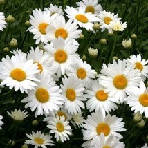 Grow In US 200 Shasta Daisy Seeds Heirloom  Chrysanthemum Perennial Cut Flowers - £6.70 GBP
