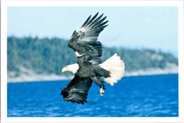 Postcard Bald Eagle National Symbol Protected Species  Audubon 6 x 4&quot; - £3.95 GBP