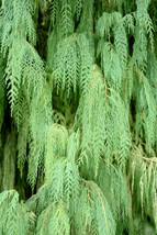 30 Kashmir Weeping Cypress Tree Cupressus Cashmeriana Blue Evergreen Seeds - $20.85