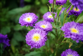 100 Seeds Callistephus chinensis China Aster Duchess Blue Ice Annual - $9.98