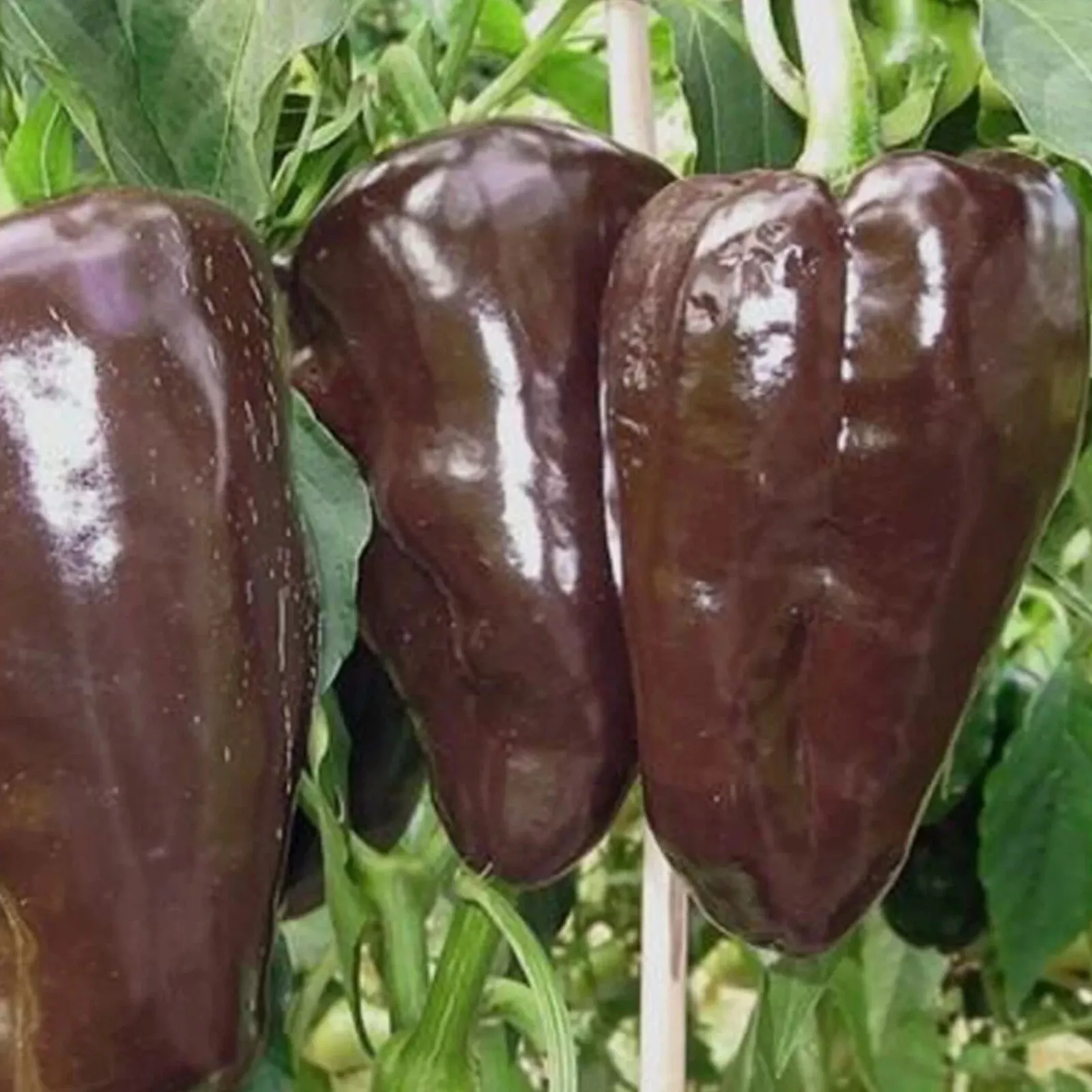 25 SEEDS Mulato Chile Pepper Garden Vegetables Planting Edible Food - $5.24