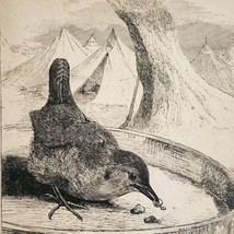 1872 Wren Bird Eating Leftovers At Military Camp Victorian Art Print Antique  - £30.18 GBP