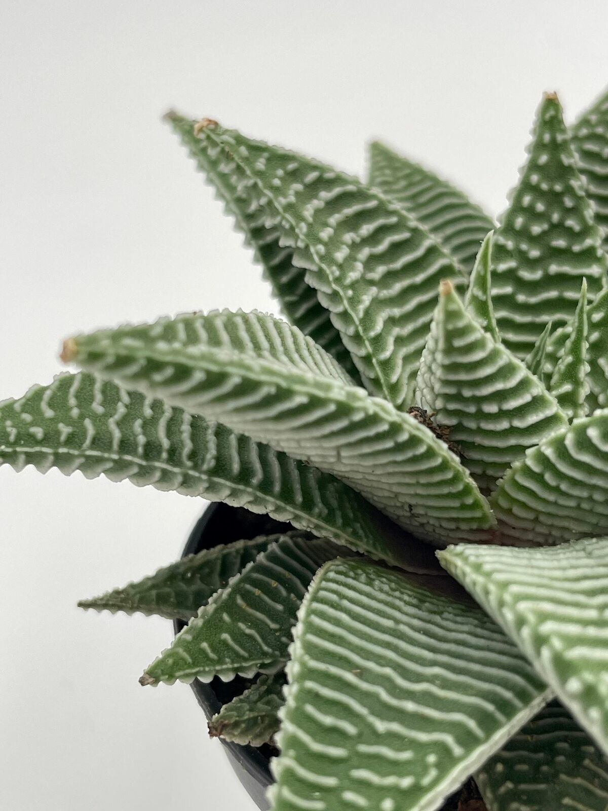 Haworthia Limifolia, Lace Aloe , Variegated White Aloe Plant, Ribbed Freckles, W Item image 2