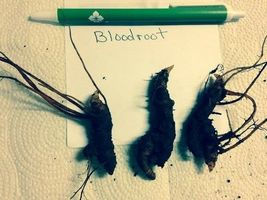 5 Bloodroot roots perennial image 3