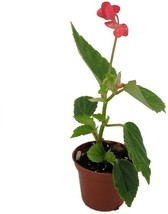 2.5&quot; Pot Begonia Dietrichiana Heirloom Pink Angel Wing Live House Plant Indoor - £34.96 GBP