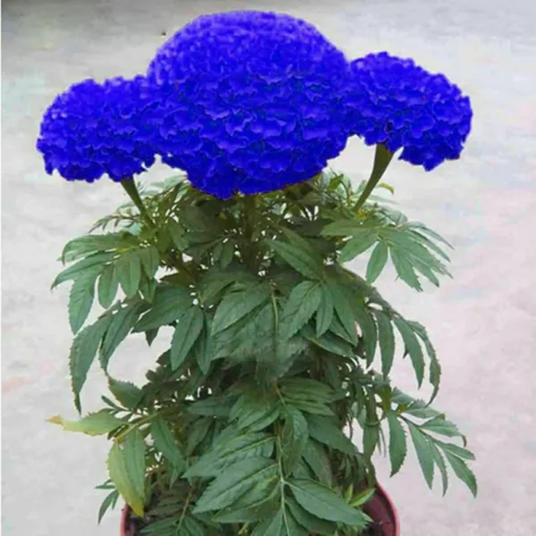 Blue Marigold 100 Seeds Home Edible Flower Chrysanthemum Garden - £6.04 GBP