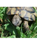 SHIP FROM US 19,000 Russian Tortoise Forage Seed Mix, ZG09 - £24.51 GBP