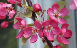 25 Indian Magic Crabapple Seeds New Fast Shipping - $10.96
