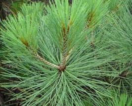 Pinus Jeffreyi (Jeffrey Pine) 5 seeds - $1.56