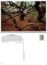 South Carolina John&#39;s Island Angel Oak Tree 1400 Years Old Vintage Postcard - £7.51 GBP