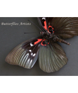 Black Empress Sasakia Funebris Rare Real Butterfly Framed Entomology Sha... - $1,838.52 MXN