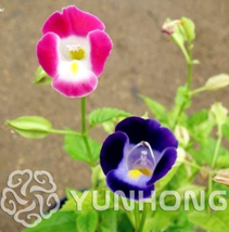 100 Seeds Torenia Fournieri Bonsai Amazing Flower Bonsai Potted Plants Pot Bonsa - $10.87