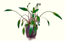 CRYPTOCORYNE LUTEA 1 POT -Freshwater Aquatic Live Plants SUPER PRICE !!!!!! - $4.94