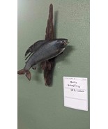 Real Skin Beautiful Artic grayling Fish Taxidermy Wall Mount - £353.90 GBP