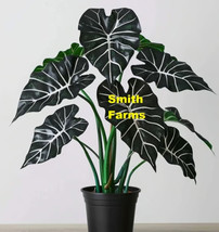 3 Seeds Alocasia Polly House Plant Garden - £6.01 GBP