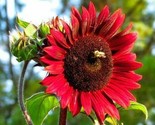 Chocolate Cherry Sunflower Seeds 30 Annual Garden Bees Birds Fast Shipping - $8.99
