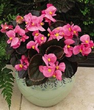 New Fresh Seeds Begonia Seeds 50 Seeds Begonia Bada Boom Pink USA Seller - £20.25 GBP