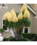 BEAUCARNEA recurvata Ponytail Palm 5 Seeds bonsai garden plants E3770 - $20.98