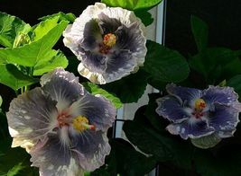 BEST MOUNTAIN MIST Tropical Hibiscus SMALL Rooted Starter Plant Ships Ba... - £27.32 GBP