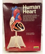New Lindberg Human Heart Life Size Anatomically Accurate 1987 Model Kit ... - $11.70 CAD