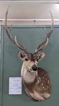 Axis Deer Real Antler Deer Taxidermy Mount - £1,188.70 GBP