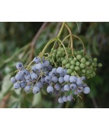 150 Blue Elderberry Seeds (Sambucus Caerulea) – Hardy &amp; Versatile Shrub! - $11.79
