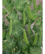 Lincoln Shell Garden Pea Seeds, NON-GMO, Homesteader Pea, Sweet, FREE SH... - $36.18 MXN+