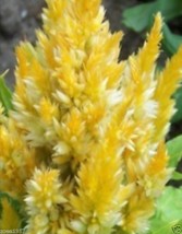 40 Celosia Plumed Fresh Look Yellow Selfseeding Annual Flower SeedsFrom US  - £6.45 GBP