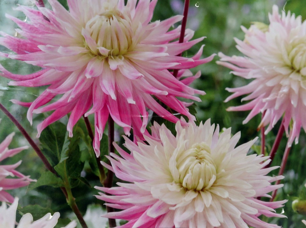 Kiev Dahlia - Dinner Plate Dahlia - 2 bulbs - $33.99