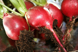 Radish Cherry Bell Great Vegetable Heirloom 600 Seeds Fresh Gardening USA SELLER - £8.00 GBP