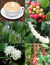 Coffea arabica, tropical coffee bean tree rare shrub exotic cafe seed 100 SEEDS - £15.04 GBP