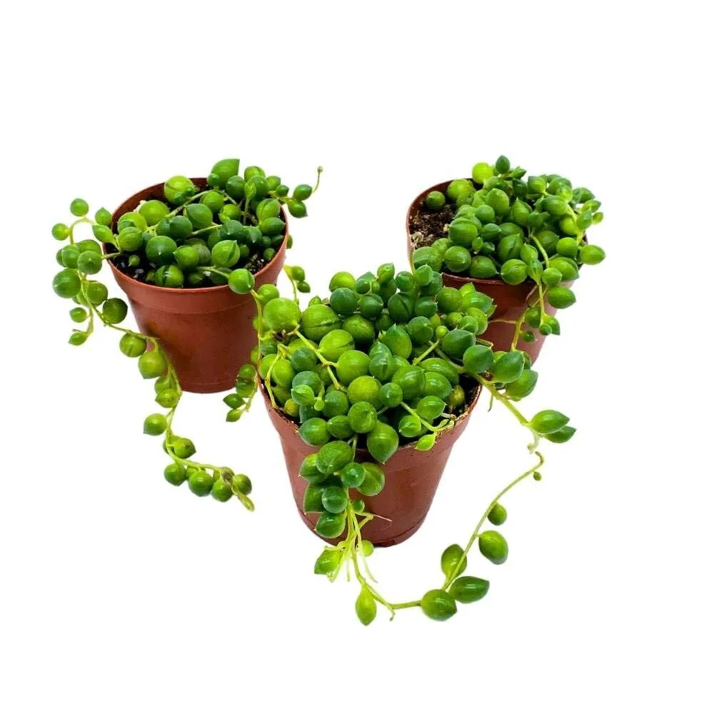 String of Pearls 2 in Set of 3 Curio rowleyanus Peas Tiny Mini Pixie  - £51.23 GBP