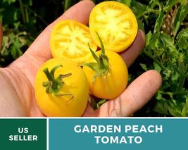 50Pc Tomato Garden Peach Seed Solanum lycopersicum Vegetable Indeterminate Plant - $15.76