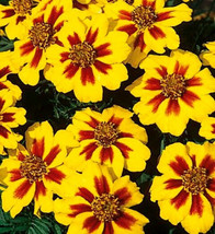 1/4 Oz Dwarf Marigold Seeds Dainty Marietta Bulk Marigolds Bulk Seeds300... - $18.48