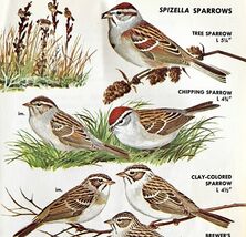 Spizella Sparrows Varieties And Types 1966 Color Bird Art Print Nature A... - $371.27 MXN